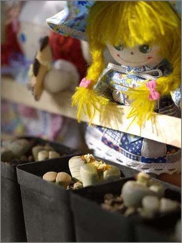 誘人小石子美化無限精彩家居