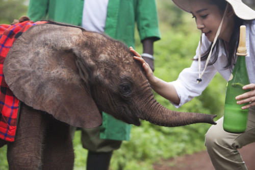 李冰冰出演"變四"引熱議非洲認養幼象