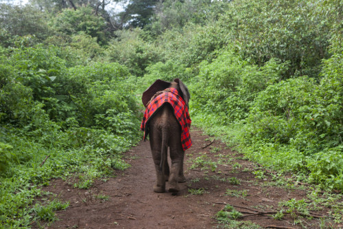 李冰冰出演"變四"引熱議非洲認養幼象