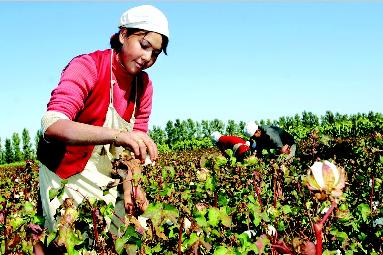 新疆儲(chǔ)備棉進(jìn)口棉實(shí)行比例搭配銷售