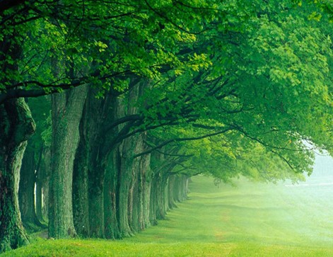 歐派家紡:打造純凈睡眠新時代