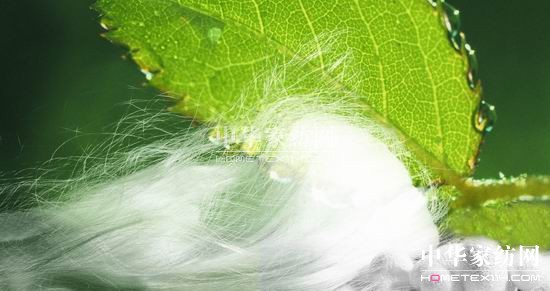 廣西宜州市今年首批蠶繭即將上市