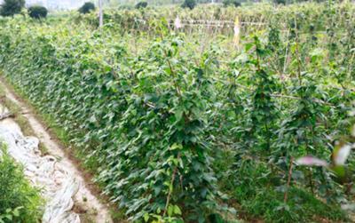 夢潔家紡建百畝有機生態(tài)農莊讓員工吃上放心餐