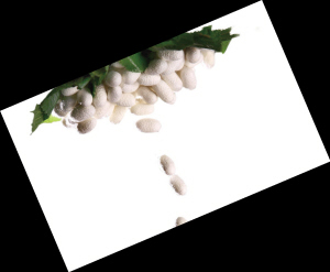 蠶絲被漲價?今年沒底氣了