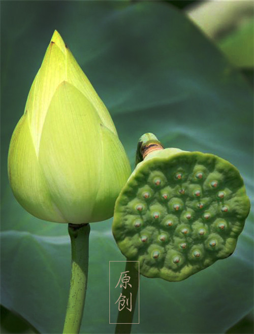 夕禾。七月