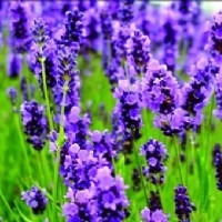 薰衣草香味微膠囊整理劑