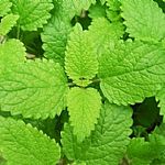 薄荷涼爽整理劑